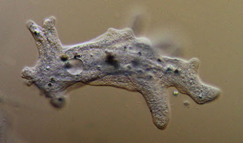 Alat Gerak Amoeba